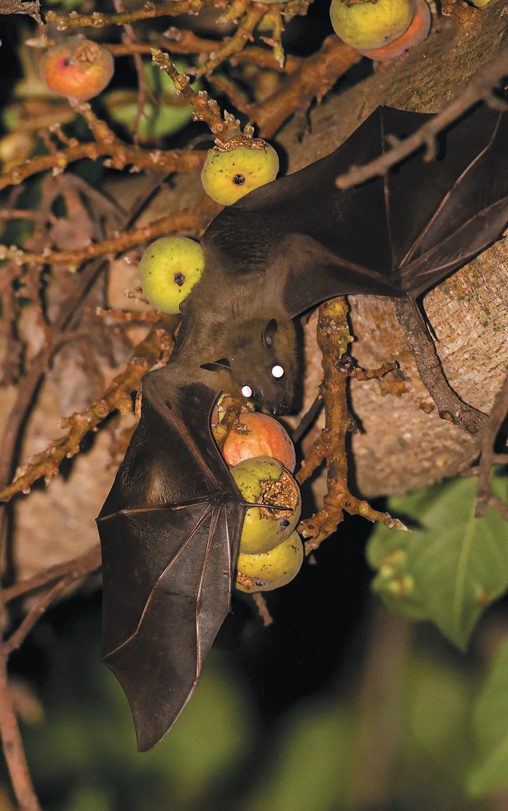 A dark fruit bat with glowing eyes hangs upside down in a tree, clinging to branches surrounded by round figs.
