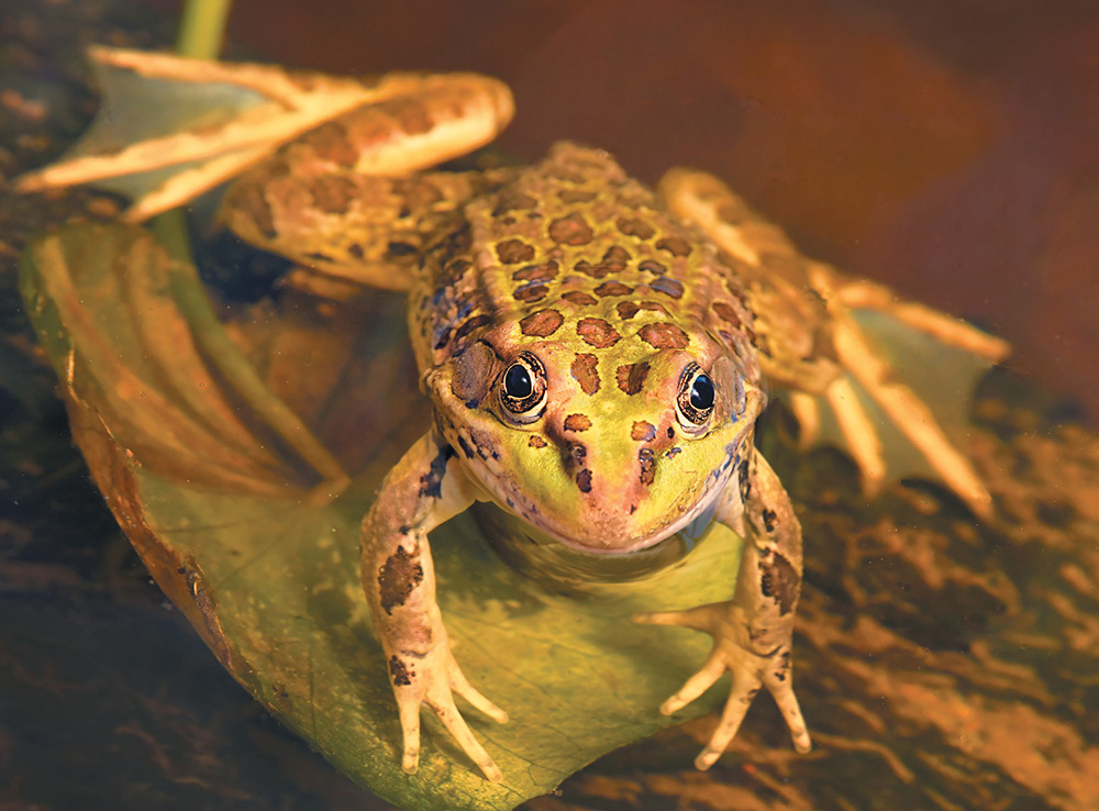 Close-up of a spotted green frog resting on a leaf in water.